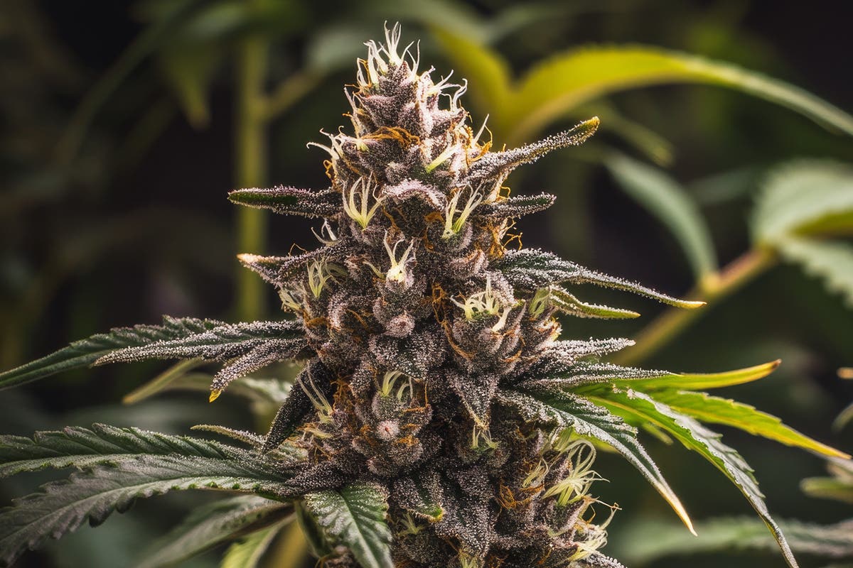 What is Crop Steering? A Beginner’s Guide to Cannabis Cultivation