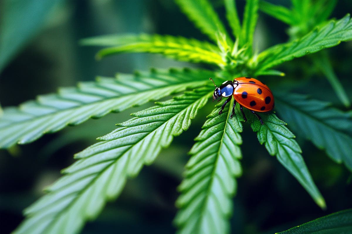 Biocontrol Agents: Natural Enemies of Cannabis Pests and Pathogens