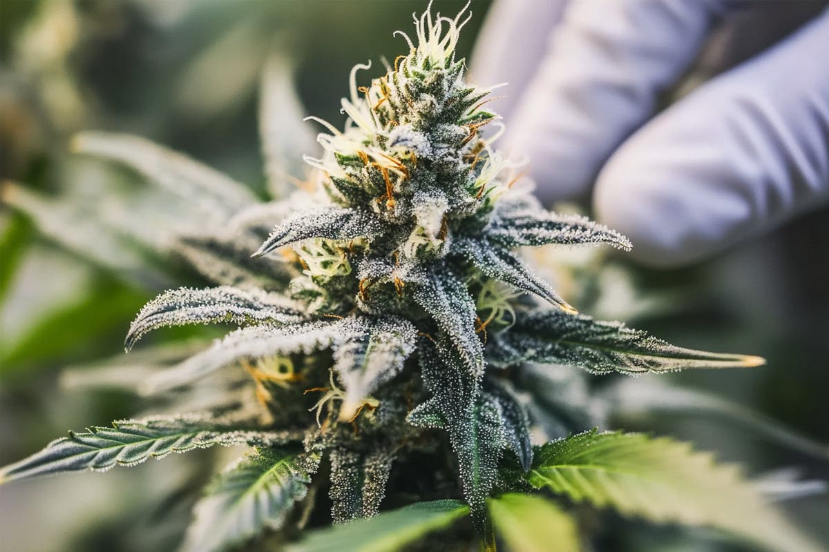 Cannabis Genetics and Pest Resistance: Developing Resilient Strains
