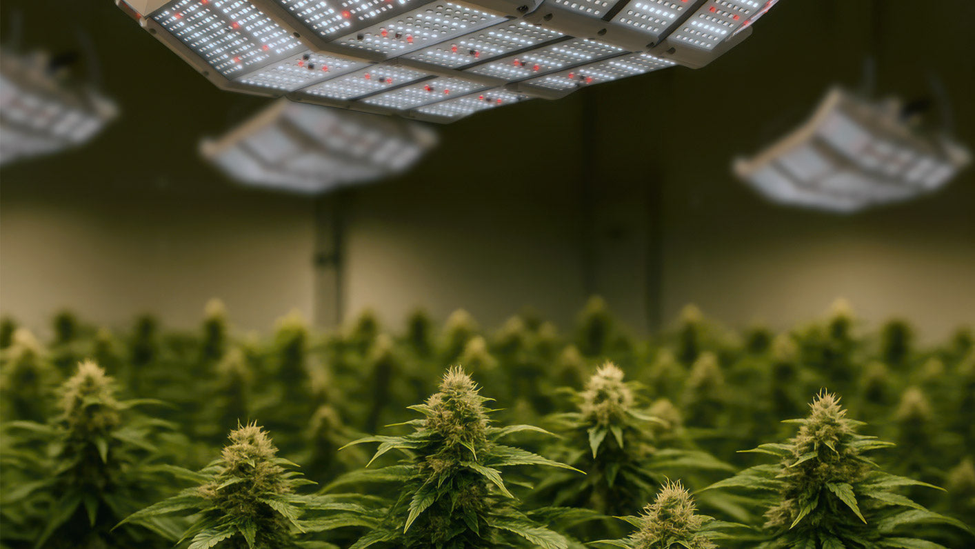 LED Grow Lights for Cannabis: PPFD, Spectrum, and Room Design (Complete Guide)