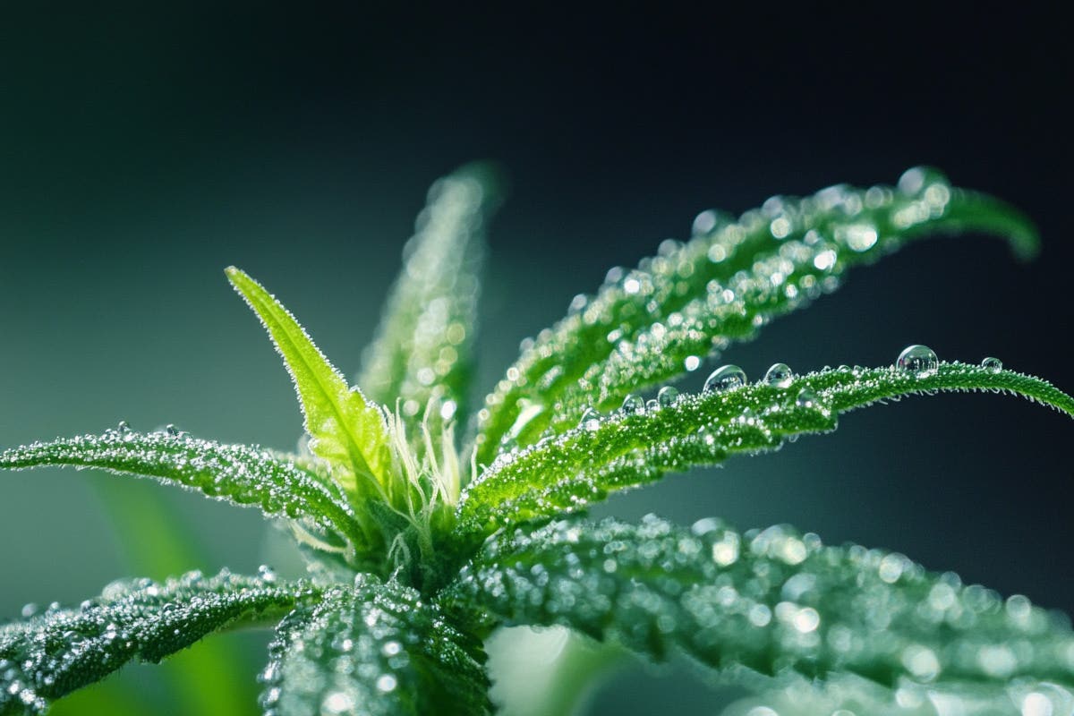 Cannabis Pruning and Training: Strategies for Enhanced Plant Development