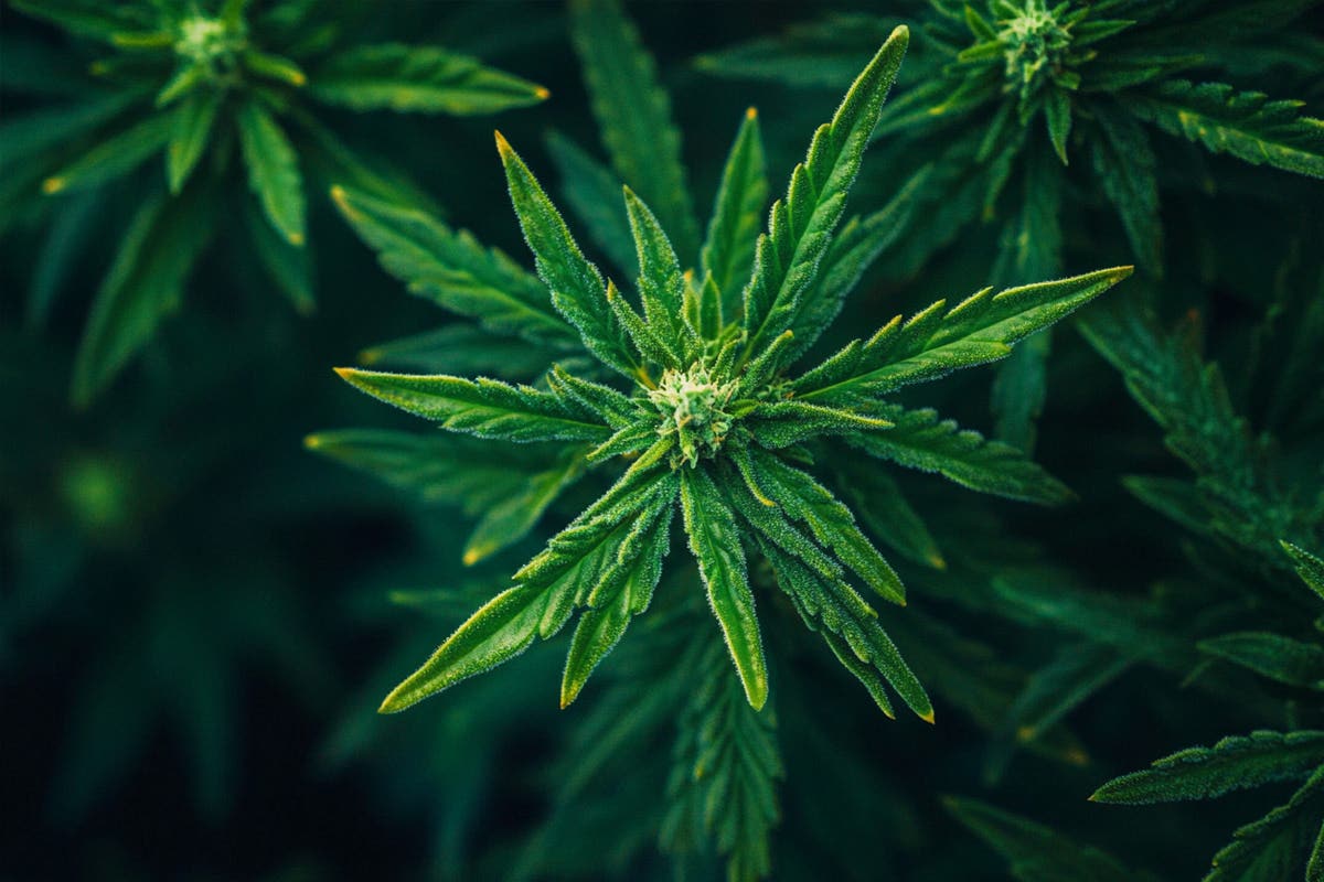 Cannabis Pruning and Training Techniques for Higher Yields