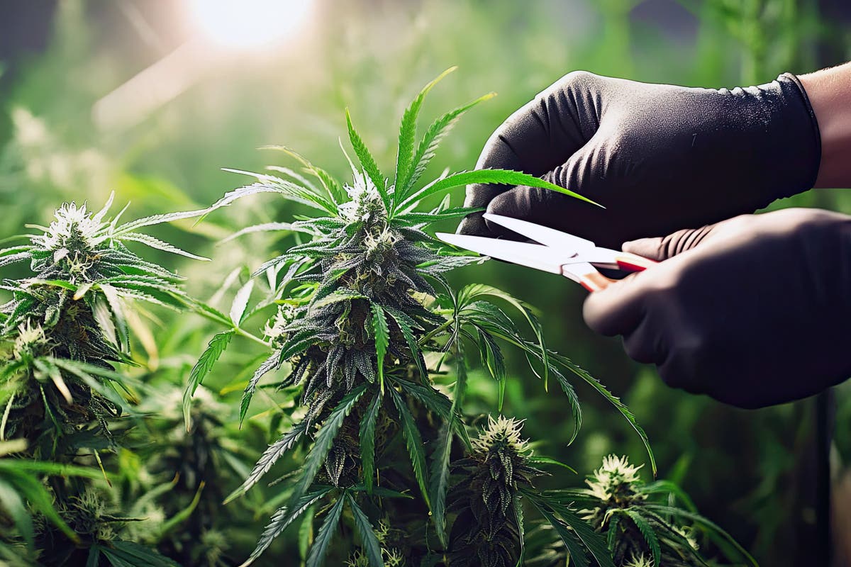 Mastering Defoliation for Thriving Plants: Techniques, Benefits, and Challenges