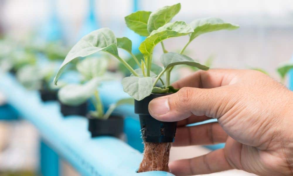 Hydroponics Irrigation Mistakes To Avoid