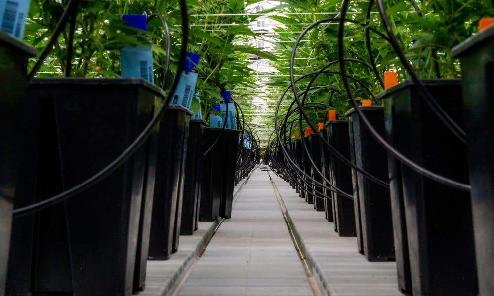 The Ebb-and-Flow Hydroponic Solution, Explained