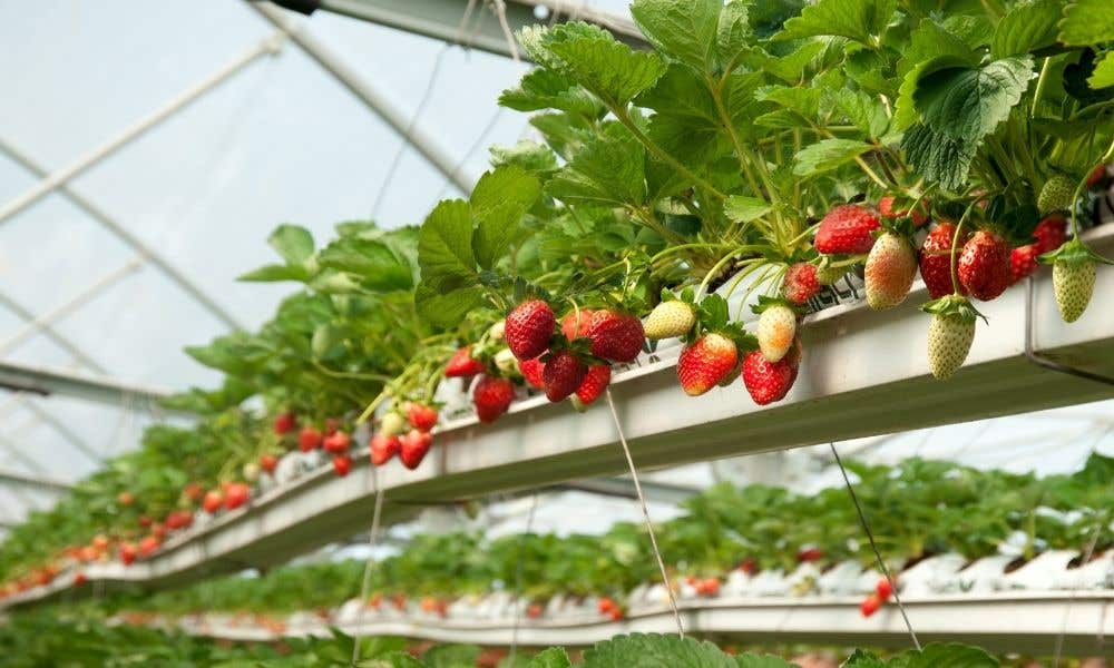 hydroponic strawberries