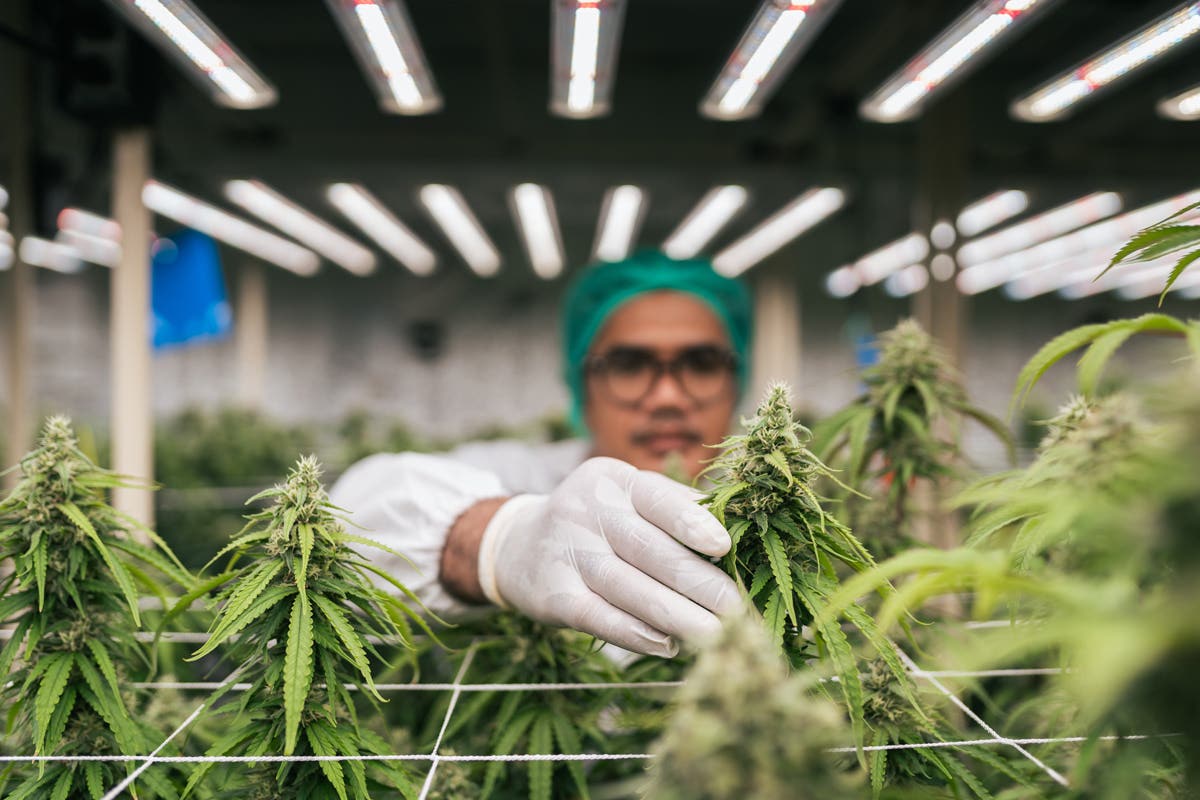 Florida’s Bid to Legalize Recreational Marijuana Fails Amid High-Profile Support and Opposition