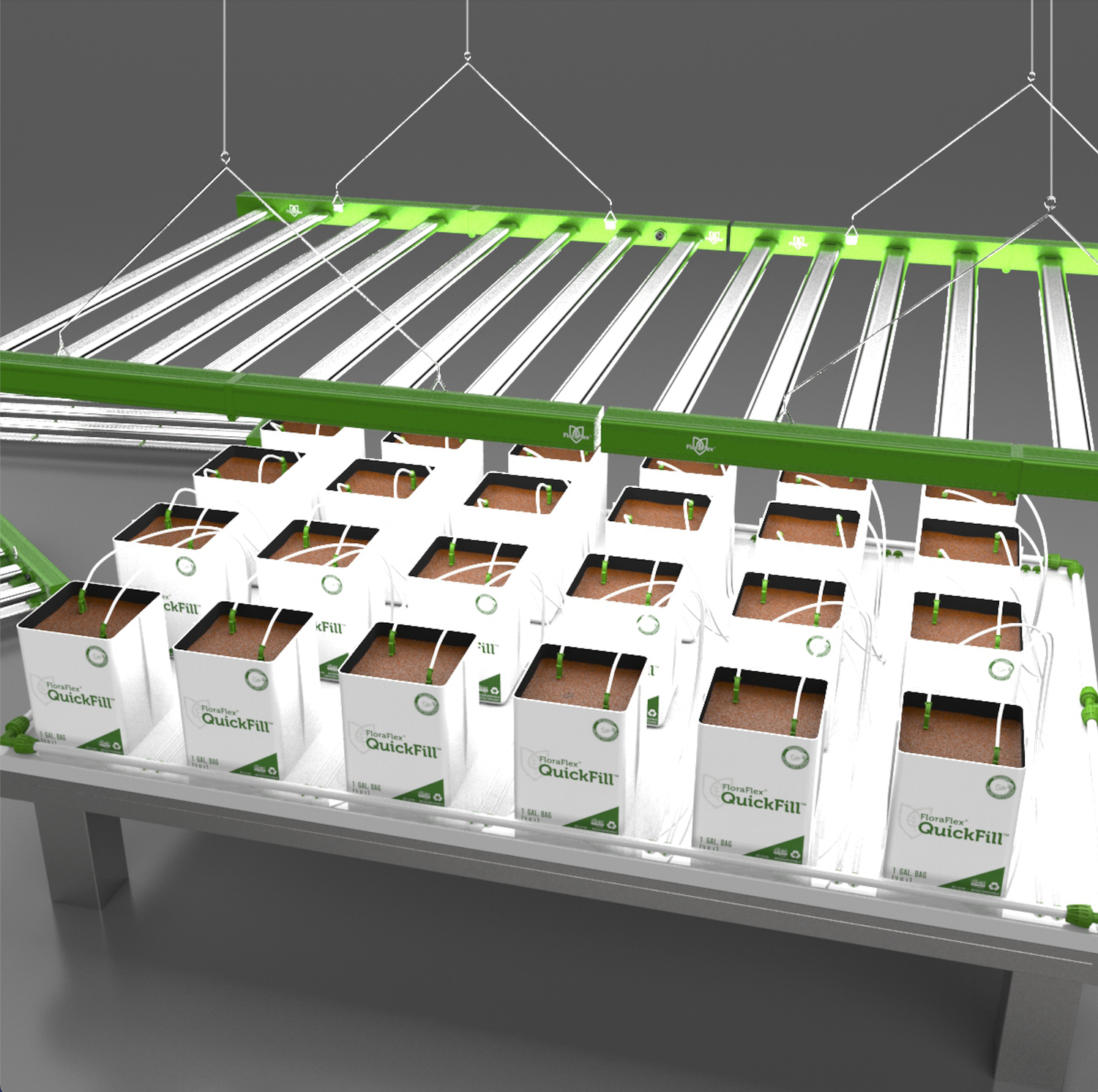 Cannabis Grow Lights: How High Light Intensity Impacts Growth