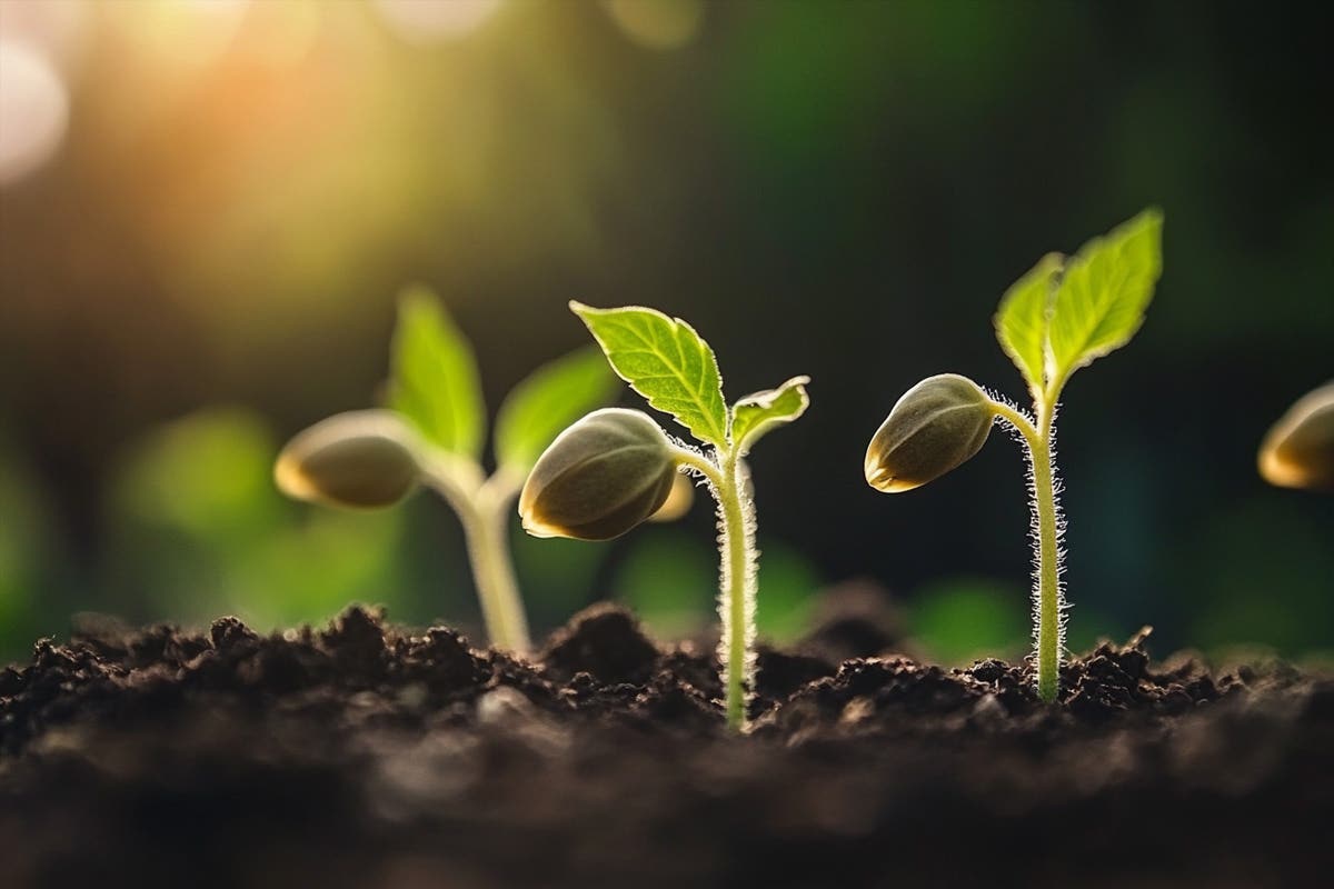 How to Germinate Cannabis Seeds Successfully: Essential Techniques for Beginner Growers