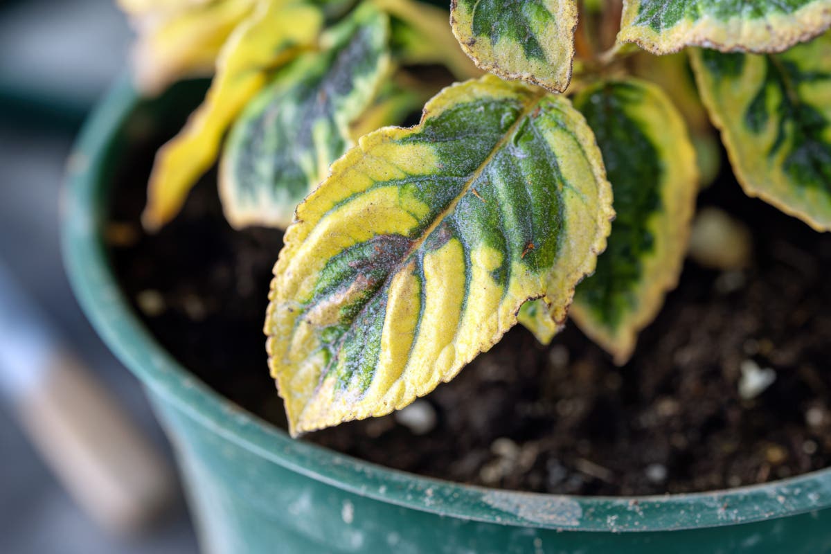 Identifying and Preventing Nutrient Lockout and Watering Issues: A Grower’s Guide to Healthy Plants