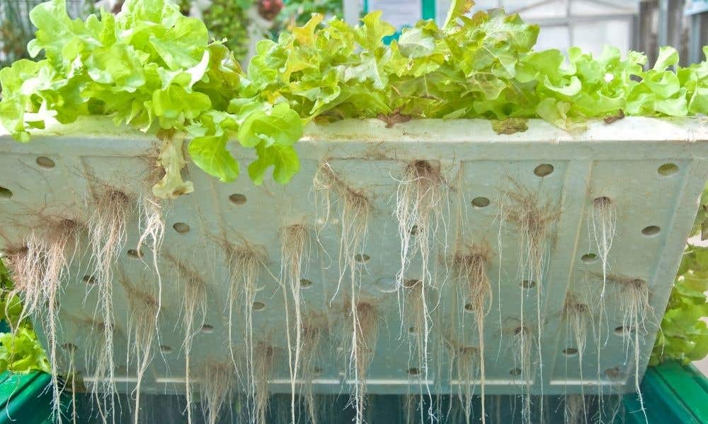 How To Get Rid of Fungus Gnats in a Hydroponic Garden