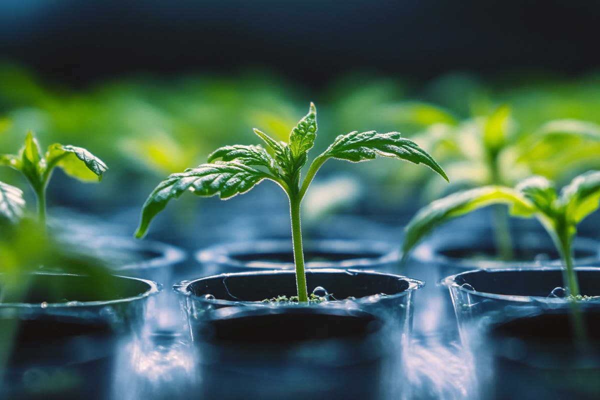 Cannabis Cloning Propagation with 40|40 Incubator Plugs