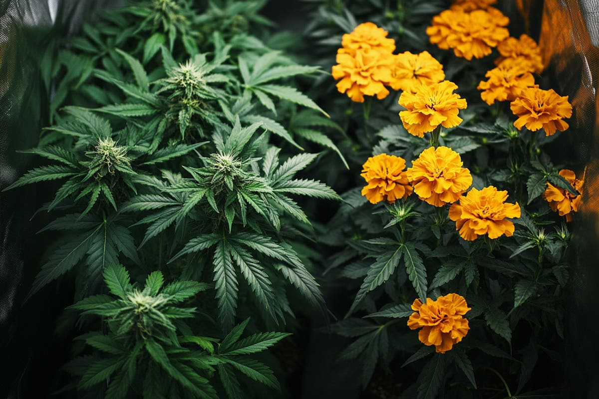 Organic Pest Control Methods for Cannabis Plants