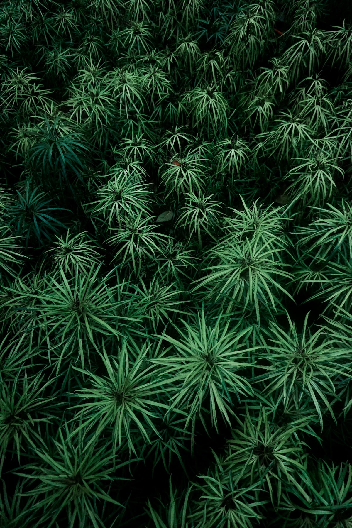 green plants at daytime