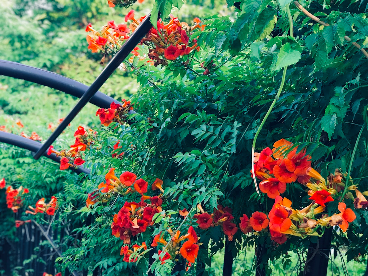 red petaled flower