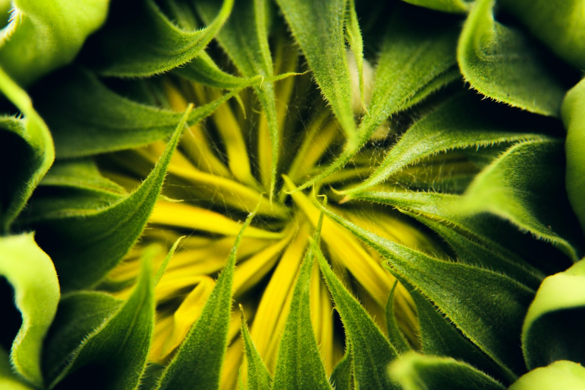 green flower in close-up photography