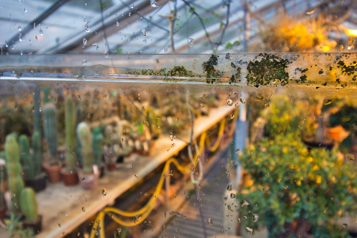 green cactus garden house