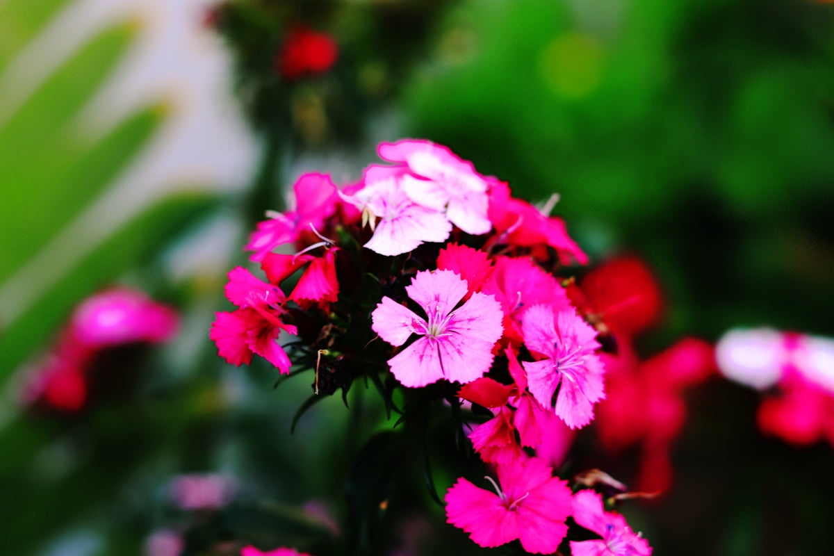 pink-petaled flowers