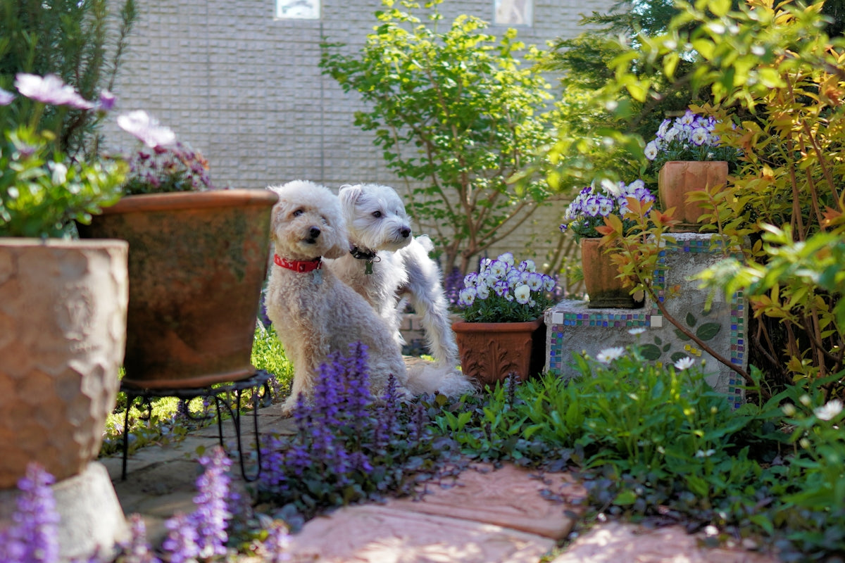 white long coated dog on brown concrete floor