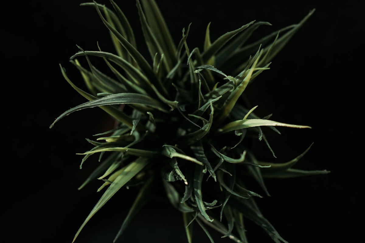 green plant in black background