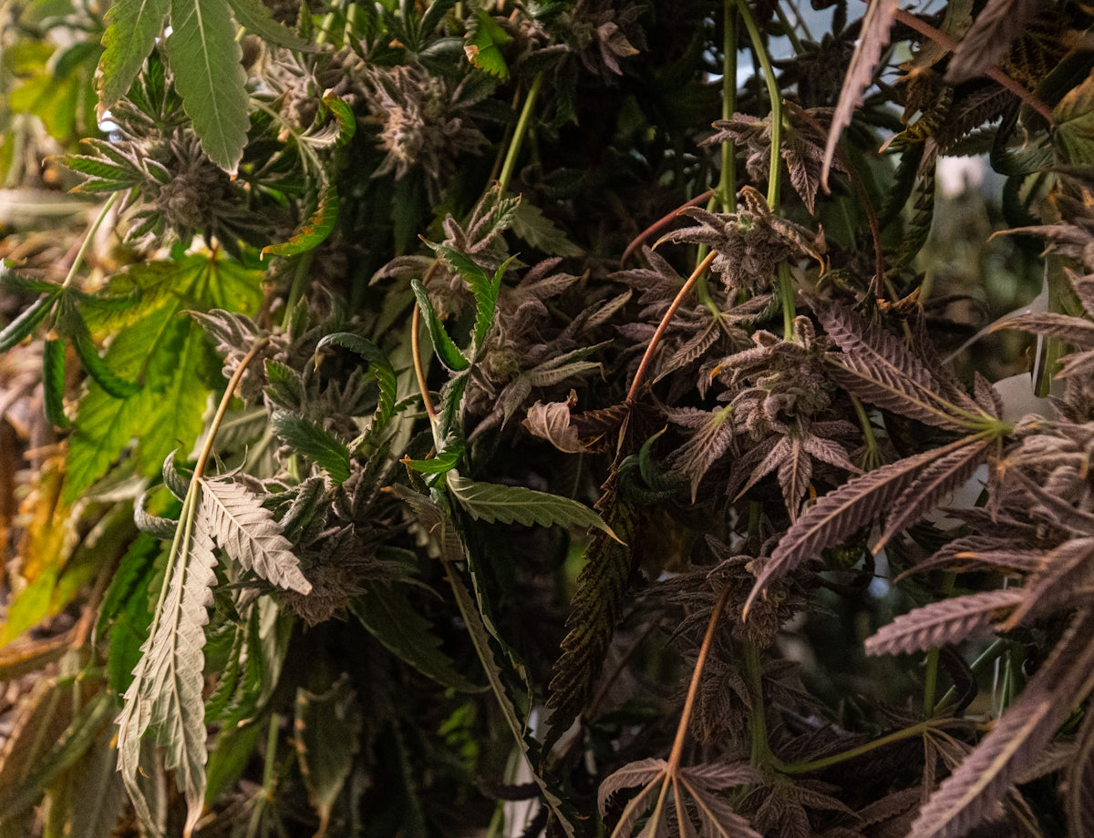green leaves in close up photography