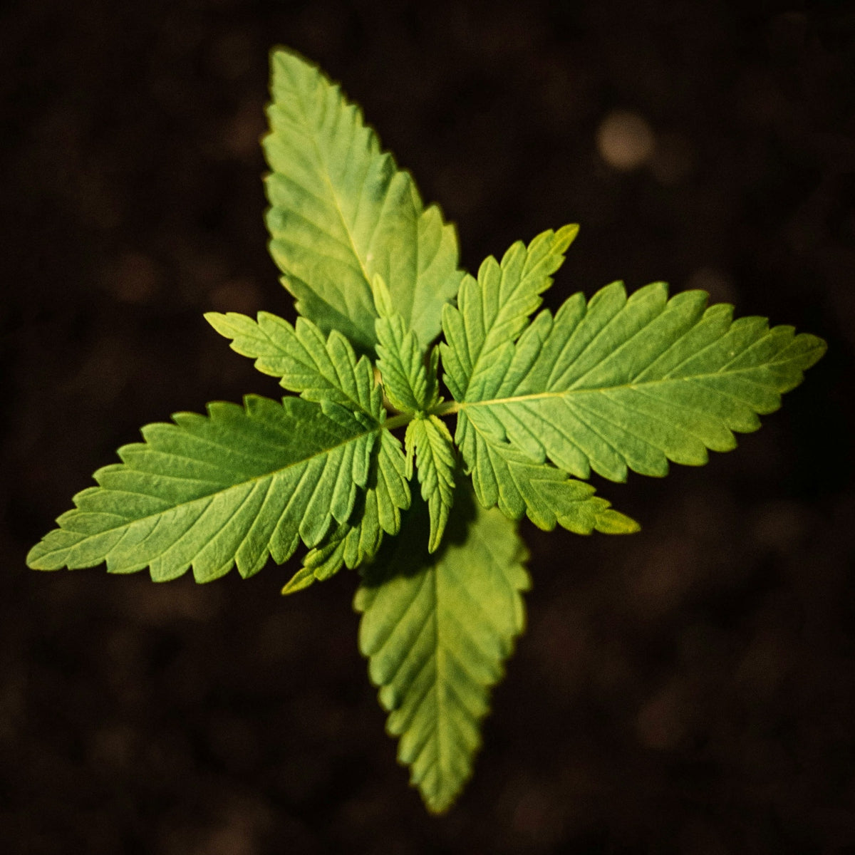 green leaf in close up photography