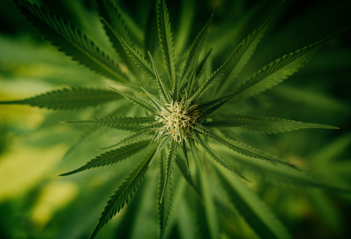 green plant in close up photography