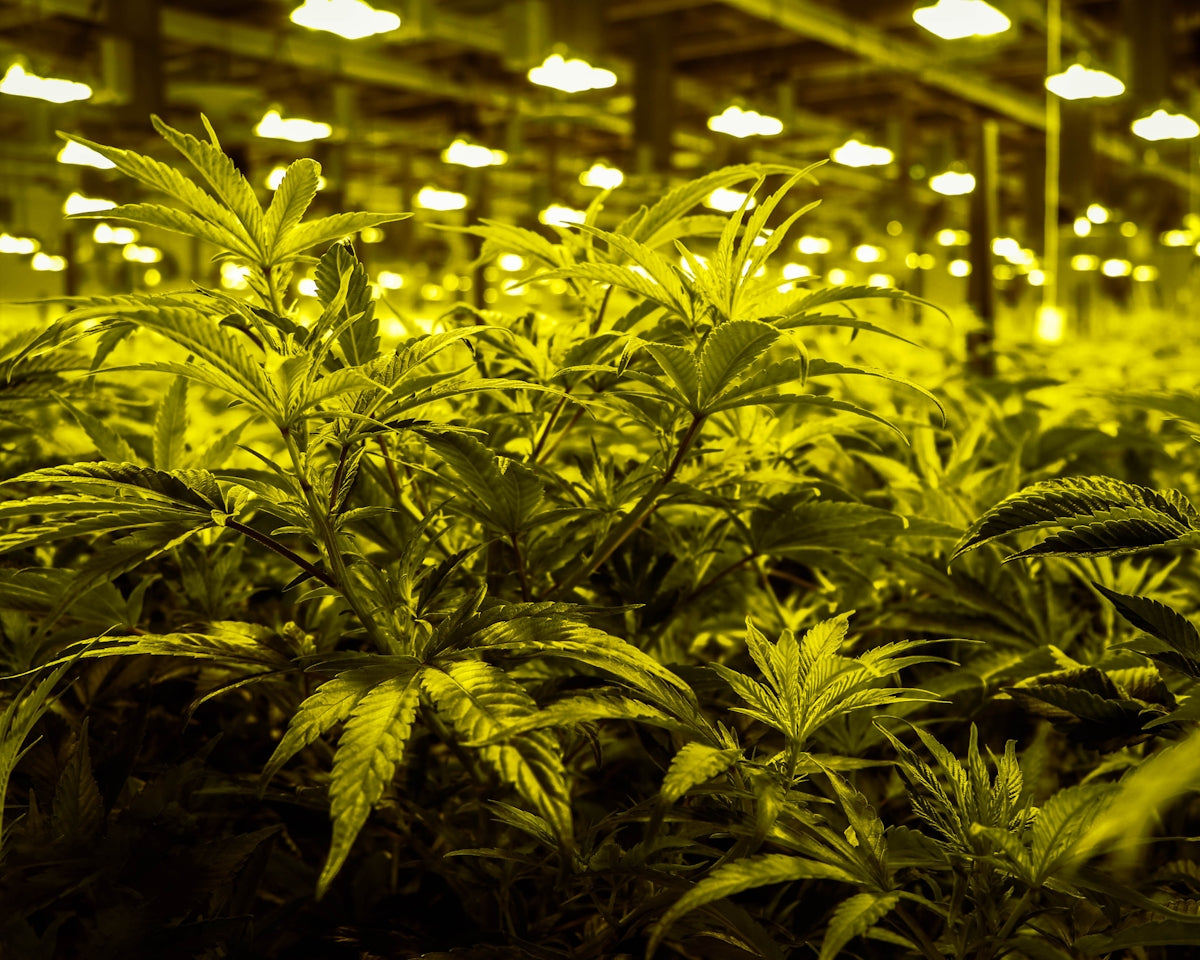 green leaf plant in a room