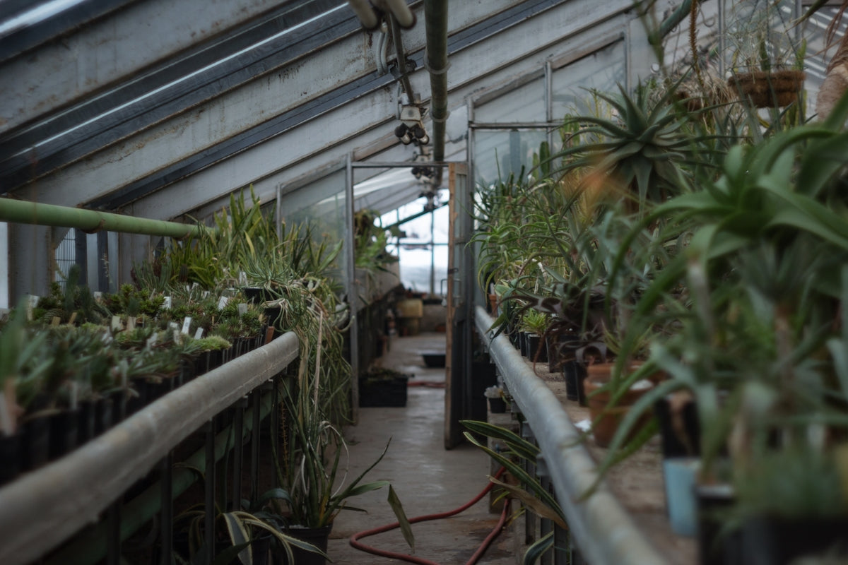 green plants inside a building