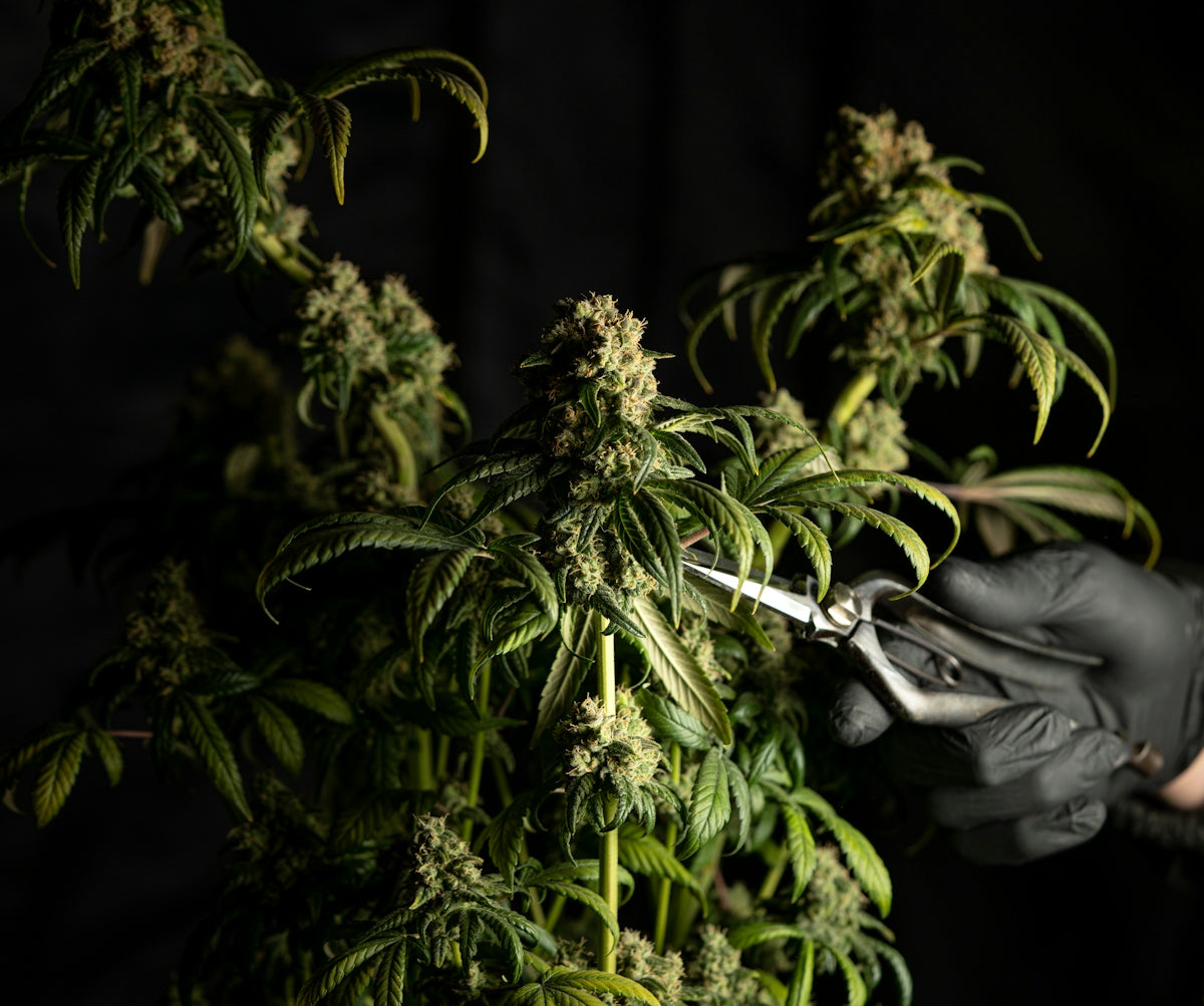 man in black leather jacket and gray pants standing beside green plant