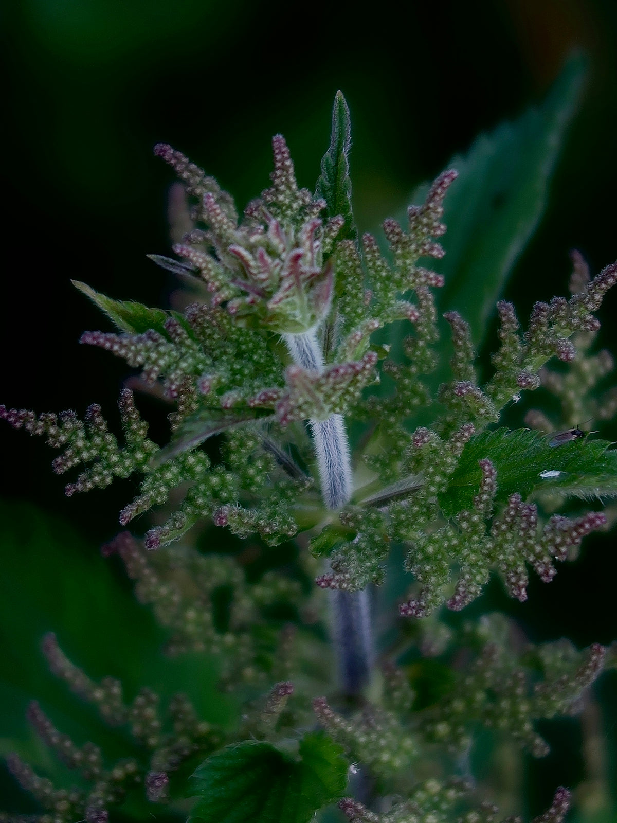 white and green plant in close up photography