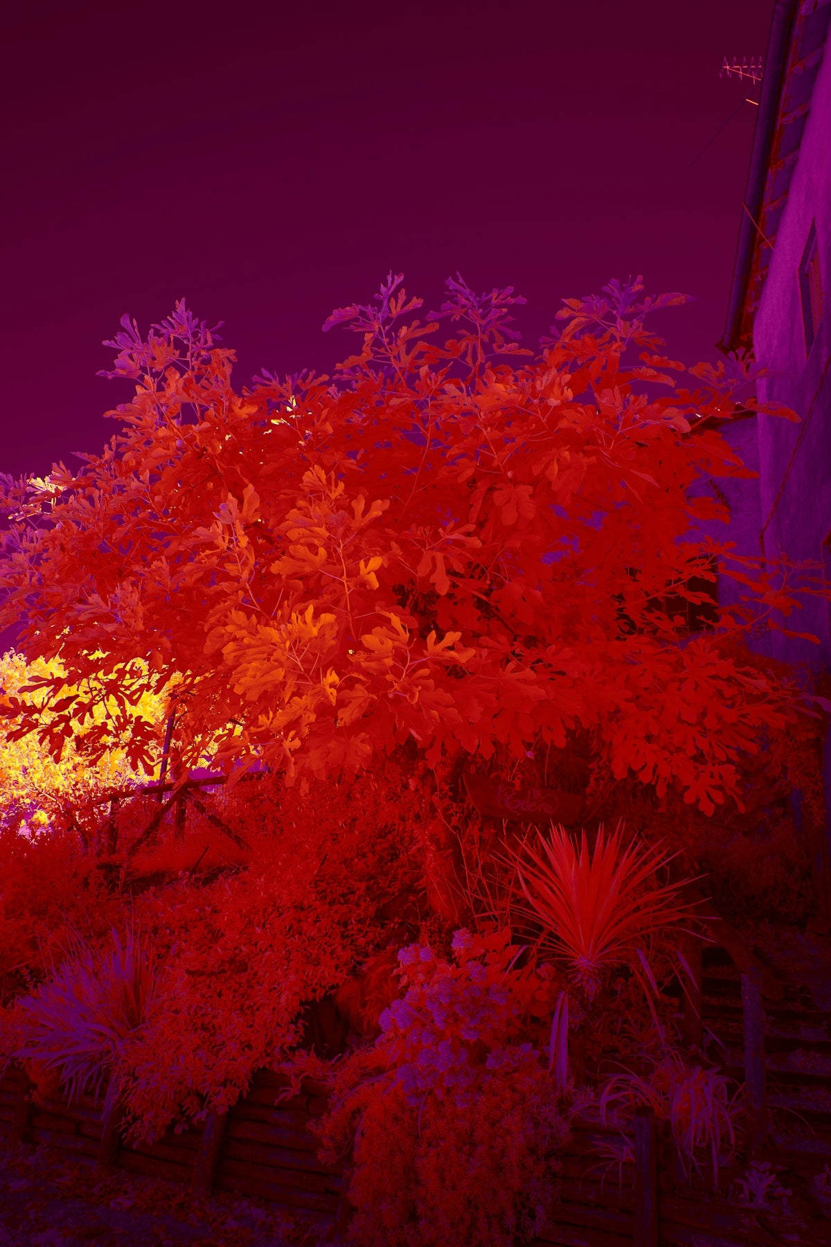 a red and purple photo of a tree