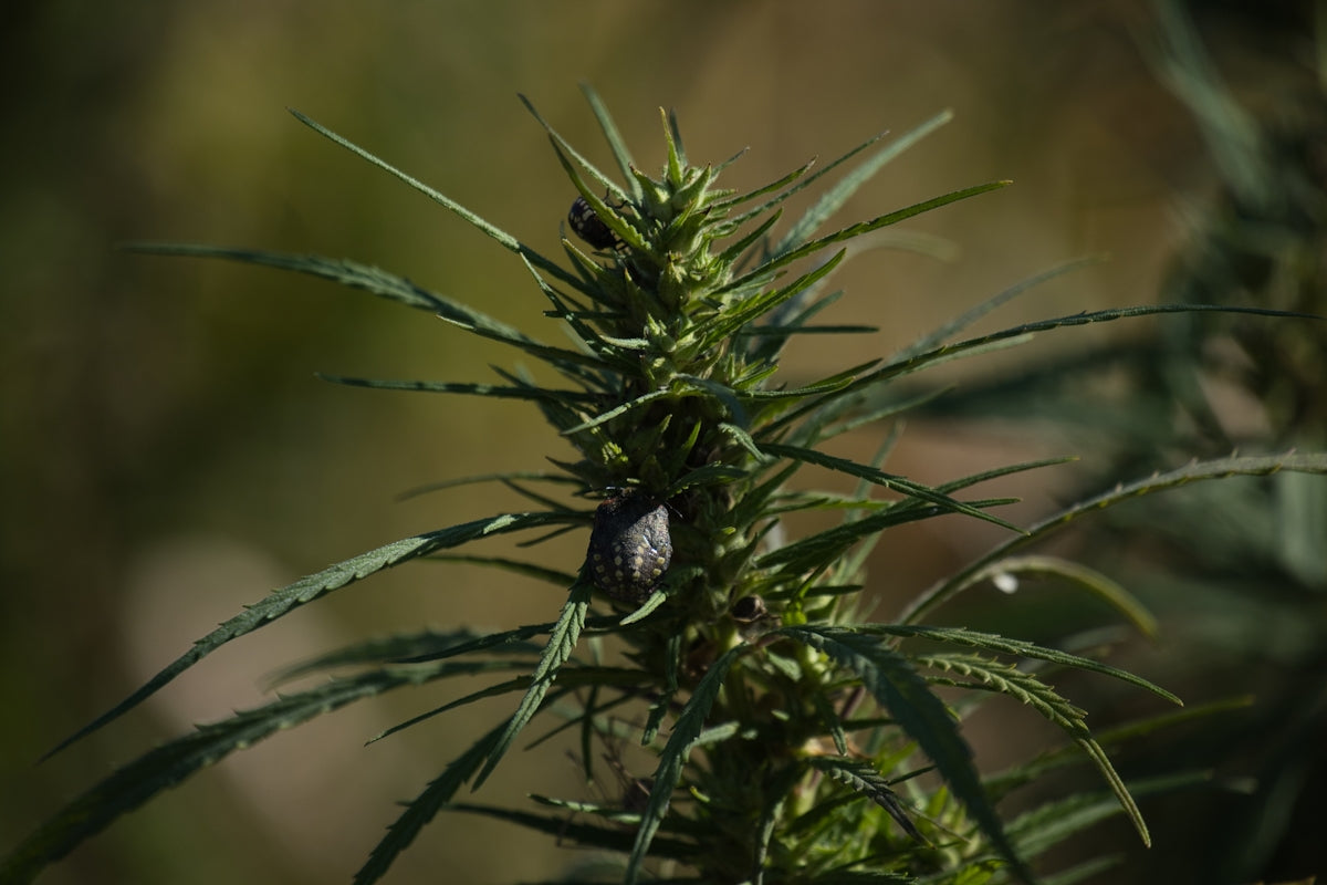 green plant in close up photography