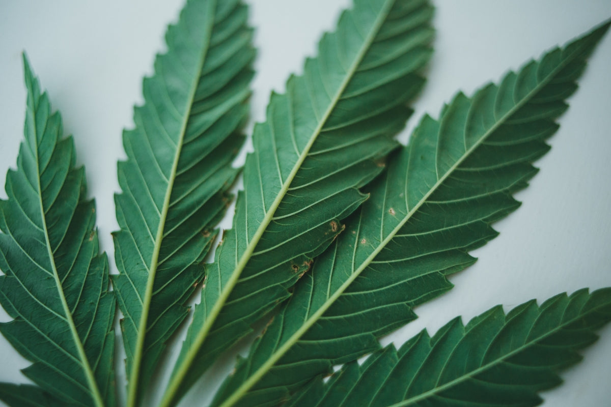 a close up of a green leaf on a white surface