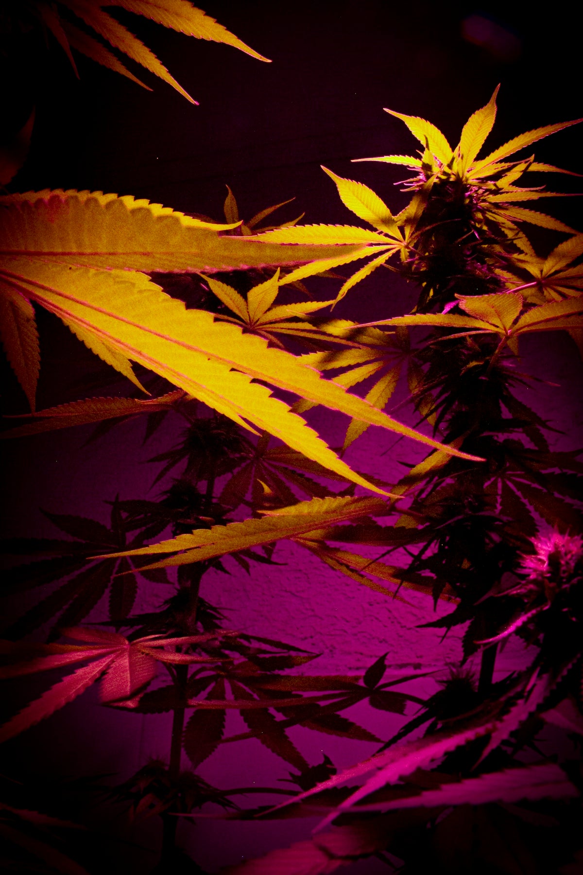 a close up of a plant with a purple background