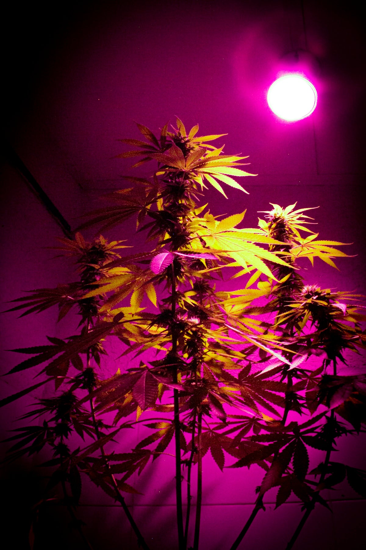 a plant is lit up in a dark room
