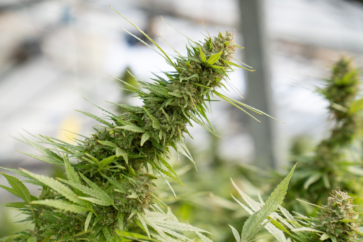 a close up of a marijuana plant in a field