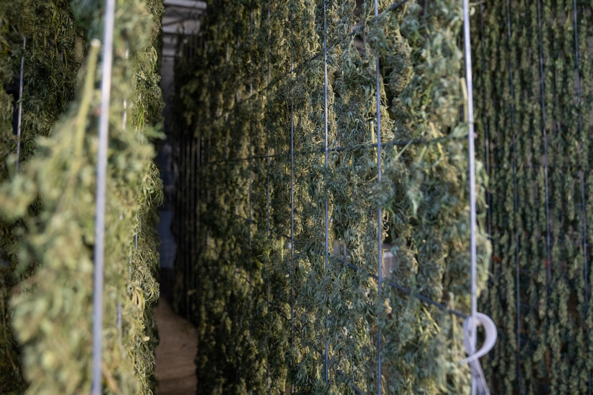 a bunch of bushes that are next to each other