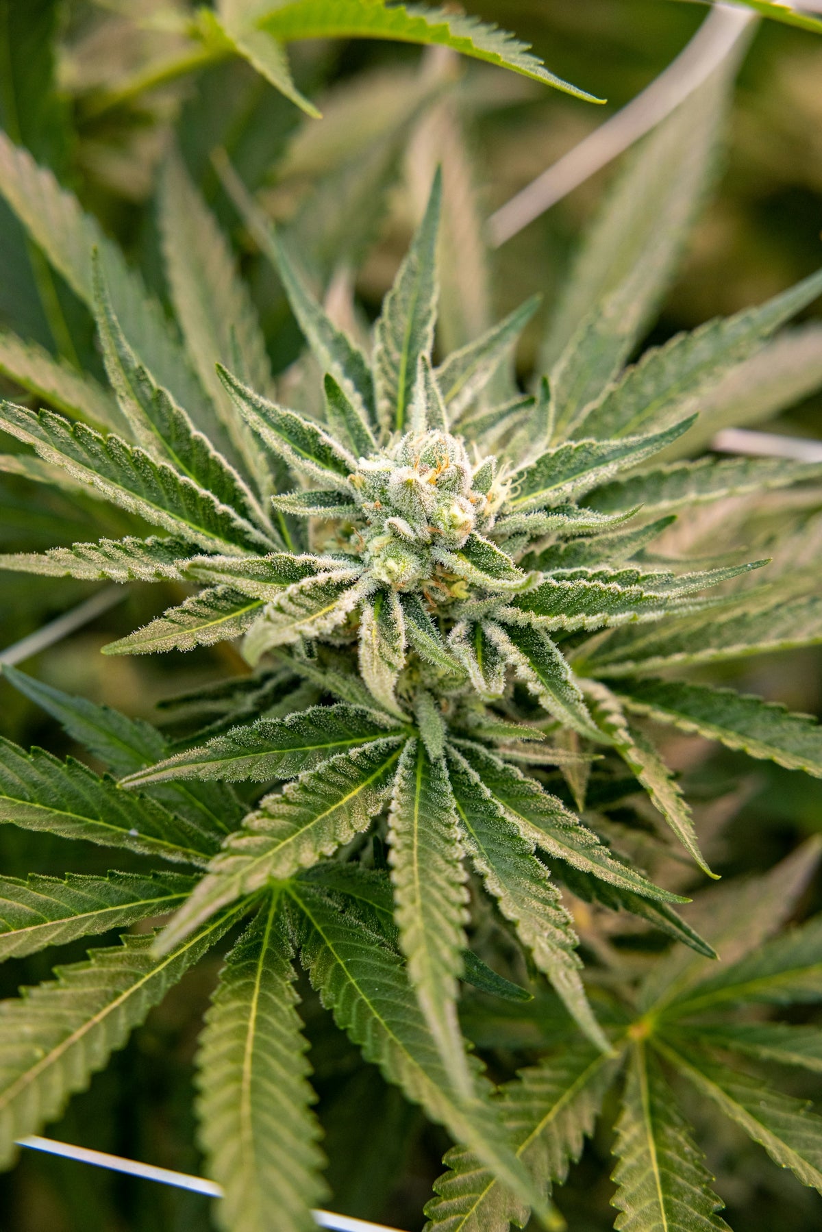 a close up of a large green plant