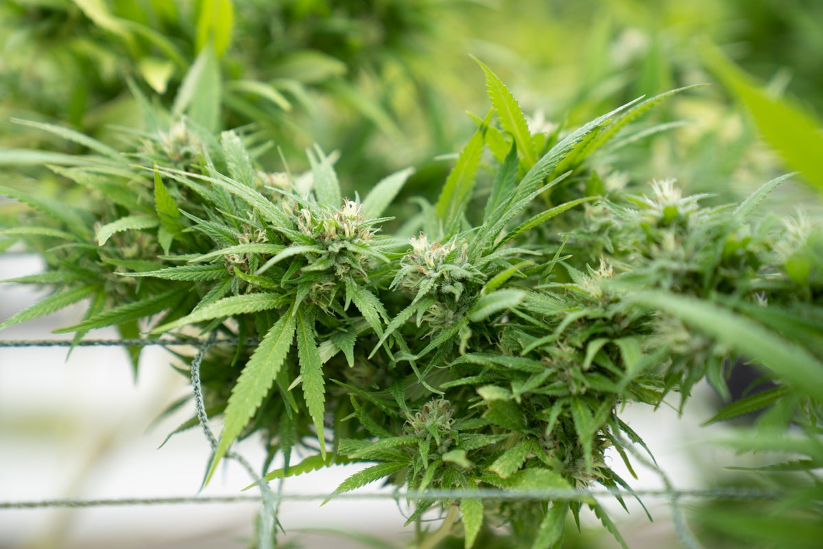 a close up of a bunch of green plants