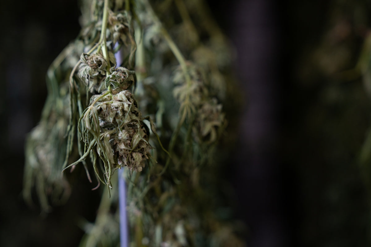 a bunch of dried herbs hanging from a hook