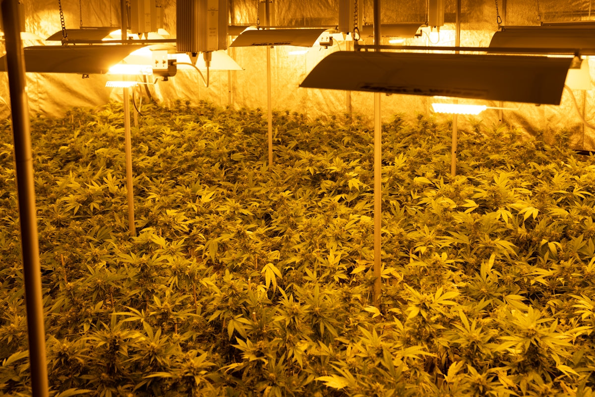a room filled with lots of green plants
