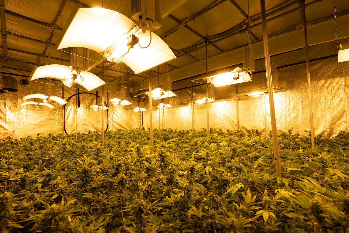 a large room filled with lots of green plants