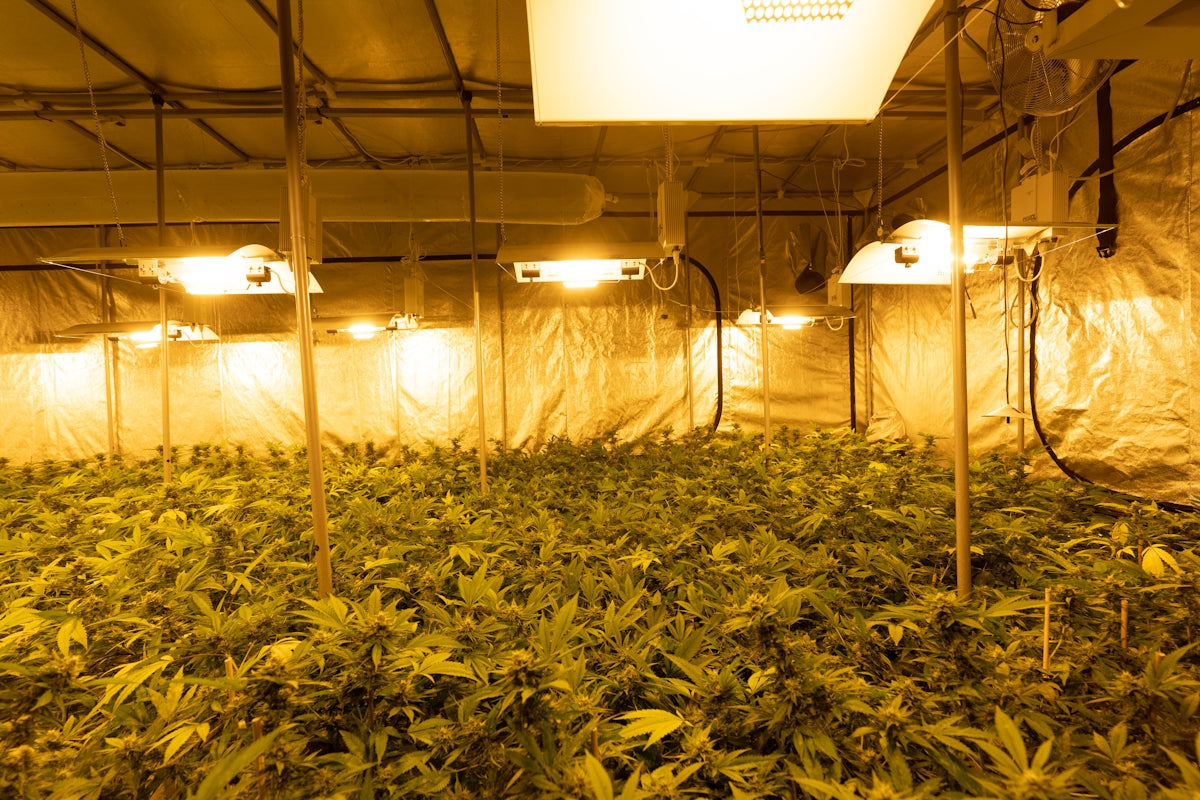 a room filled with lots of green plants