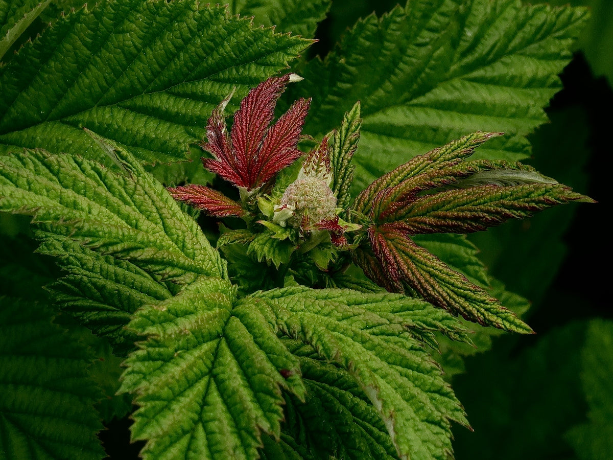 a close up of a green leaf with red and white flowers