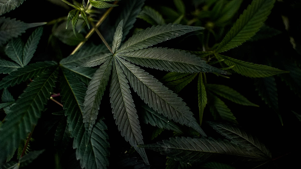 a close up of a bunch of green leaves