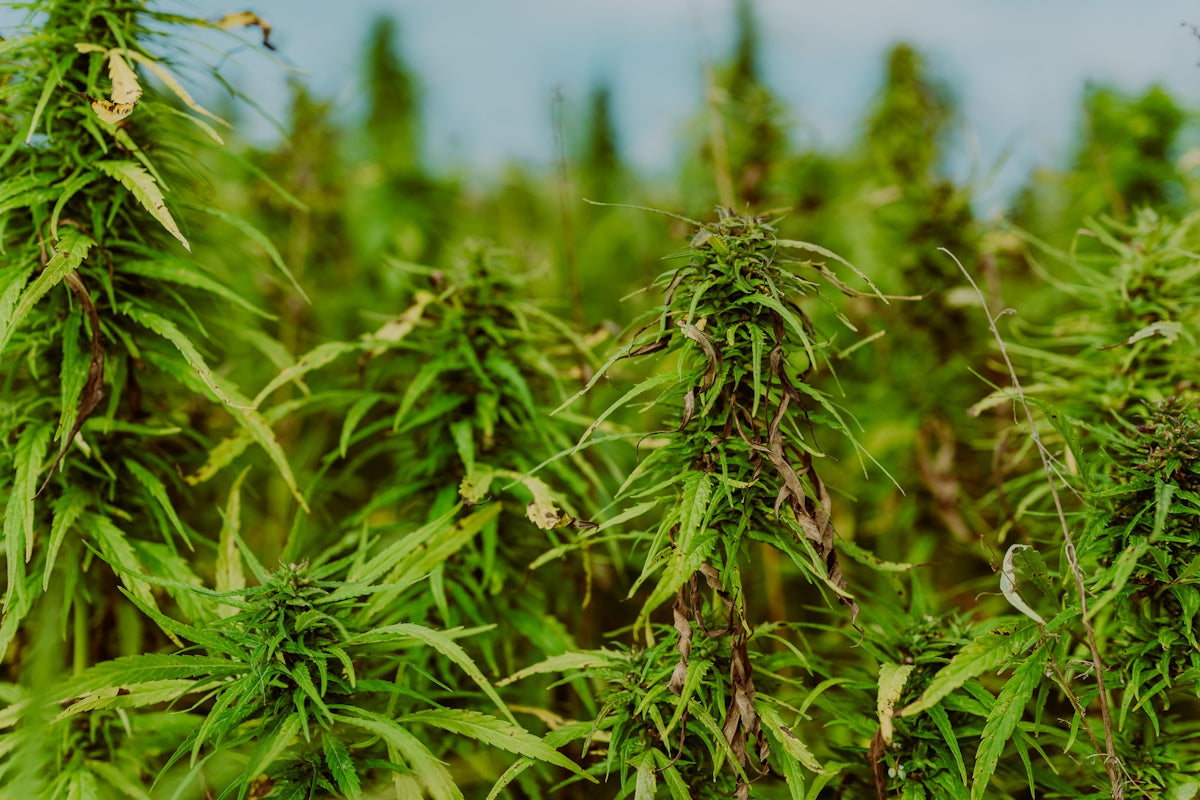 a bunch of green plants that are in the grass