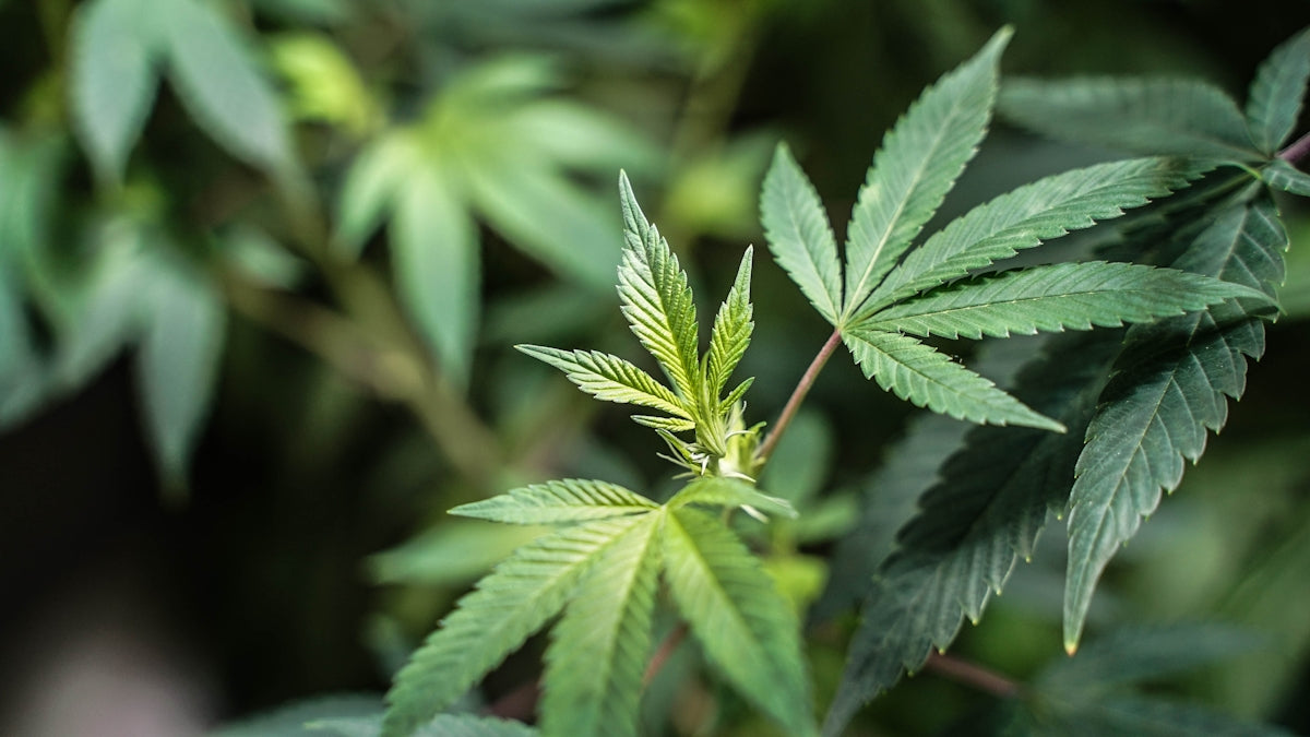 a close up of a green leafy plant