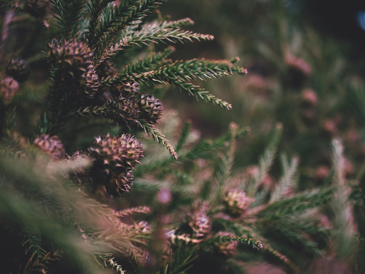 a close up of a pine tree branch