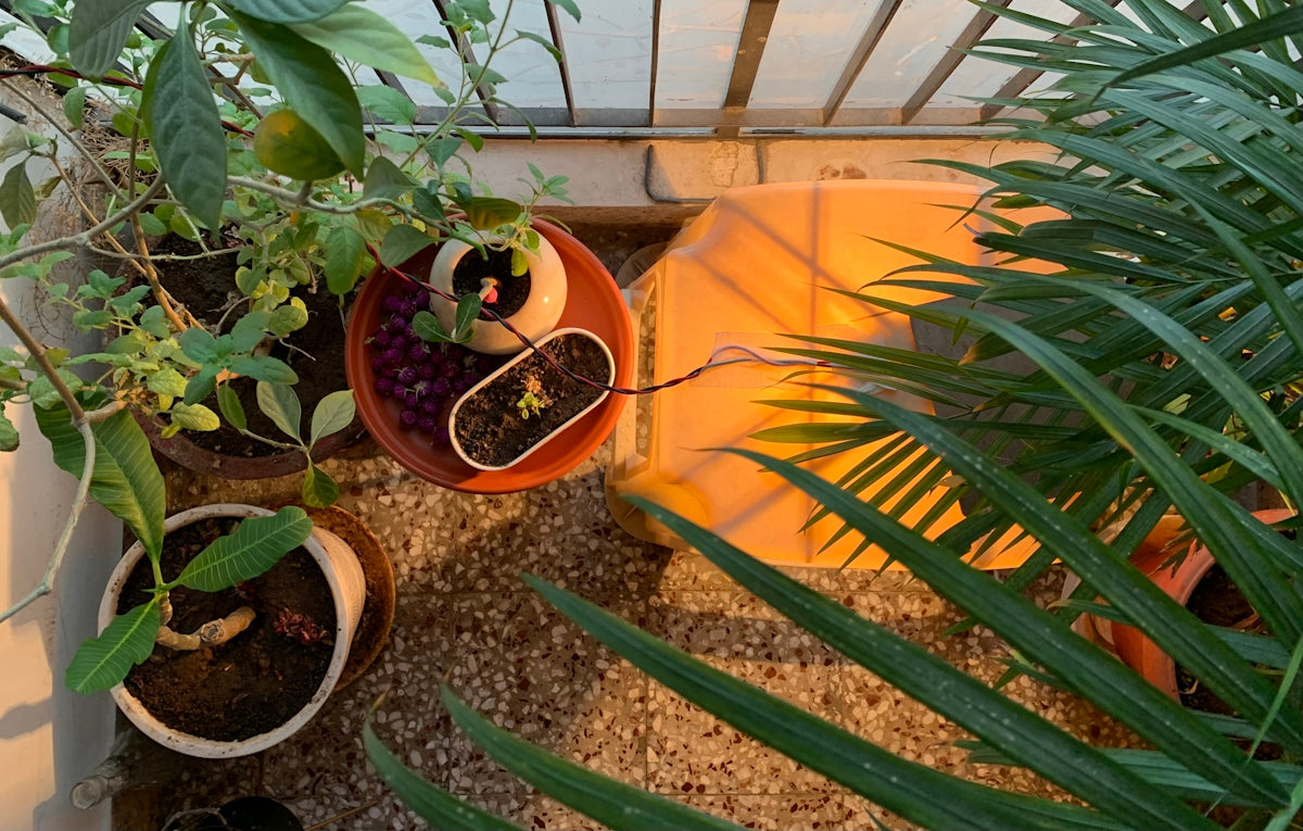a couple of potted plants sitting on top of a counter